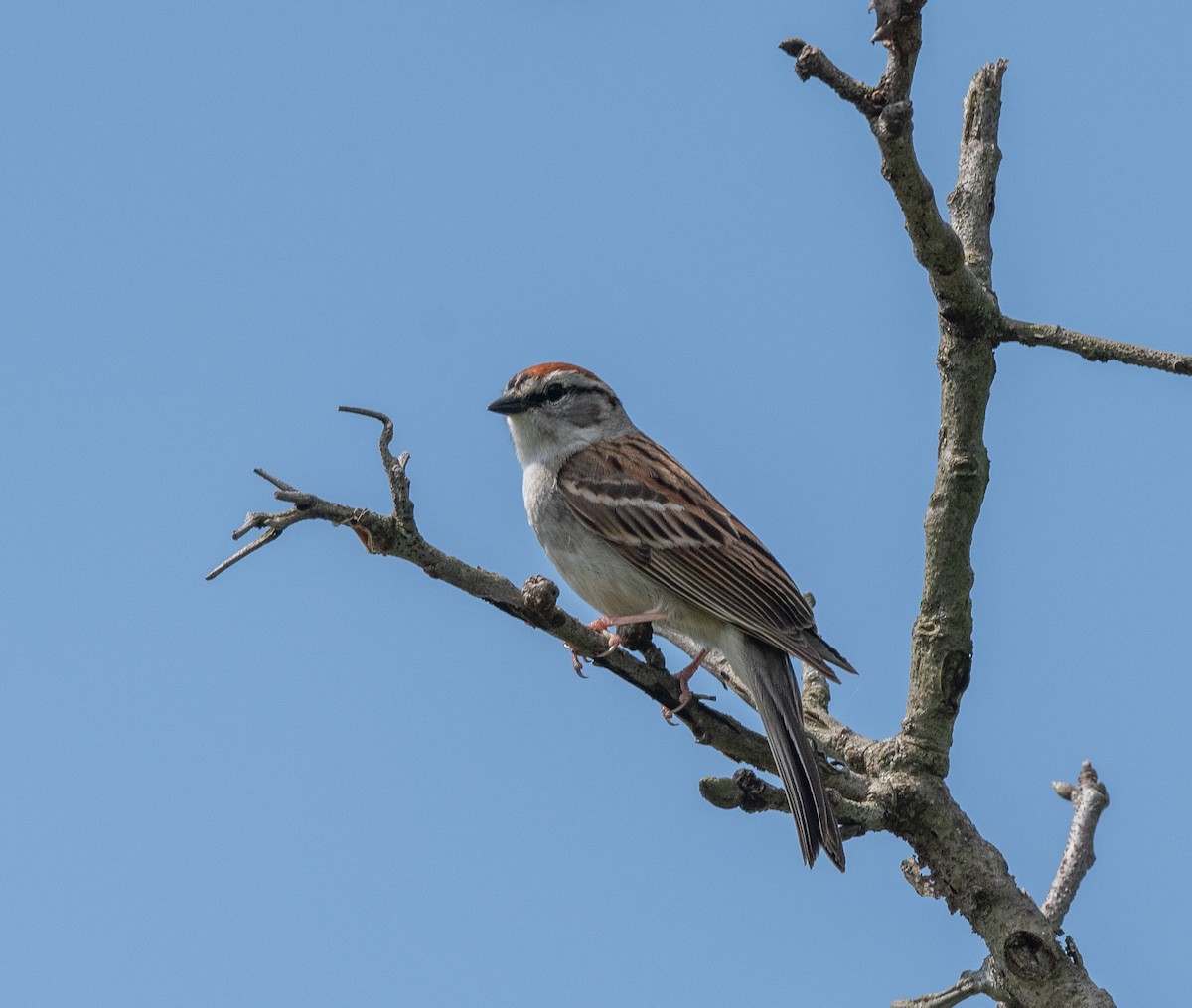 Chipping Sparrow - ML619548402