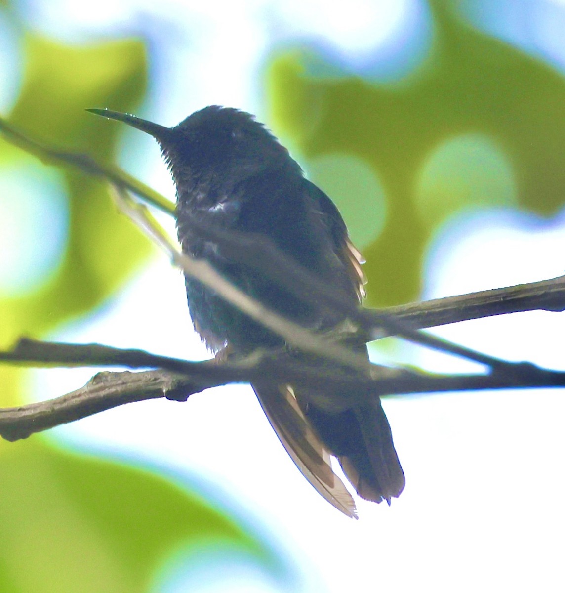 kolibřík fialovohrdlý - ML619548407