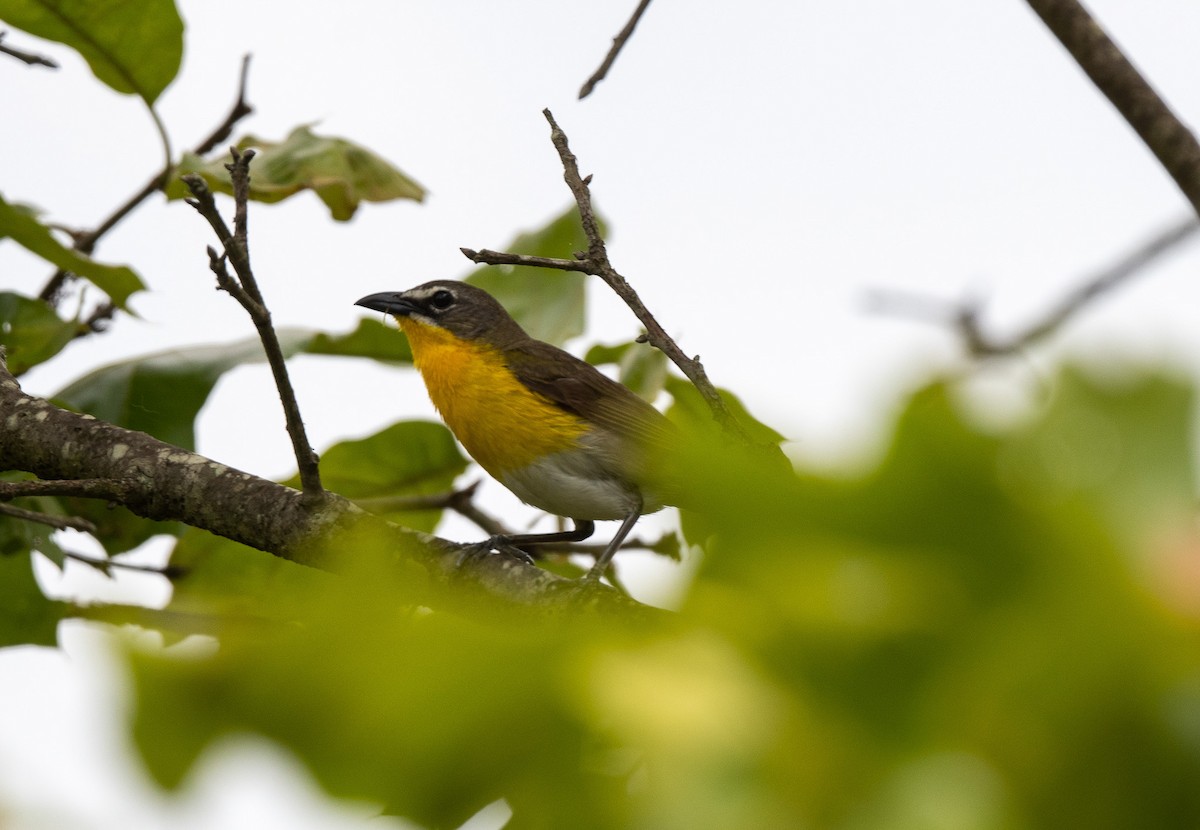Yellow-breasted Chat - ML619548410