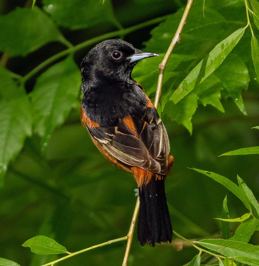 Orchard Oriole - ML619548411