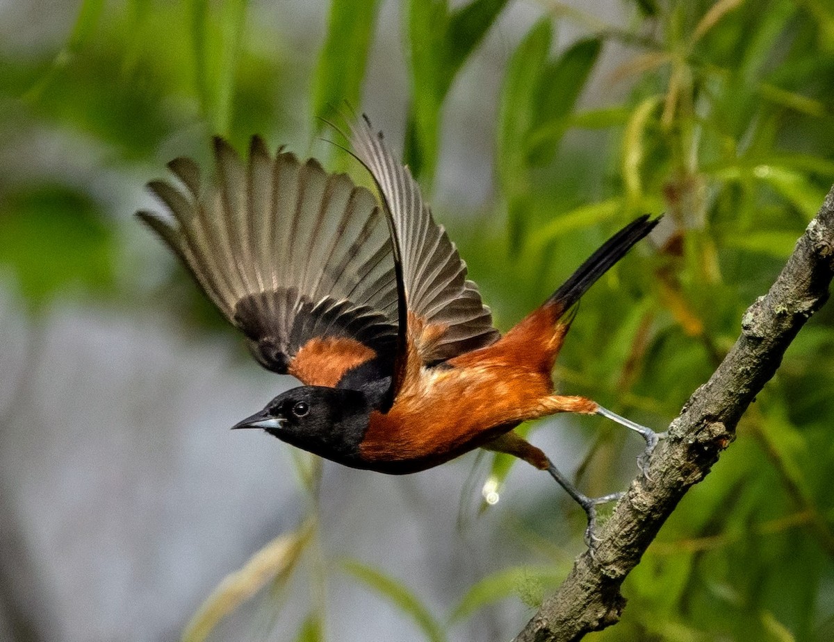 Orchard Oriole - ML619548412