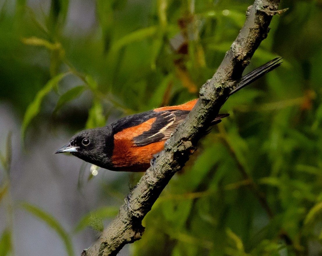Orchard Oriole - ML619548413