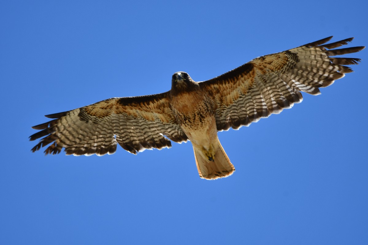 Red-tailed Hawk - ML619548469