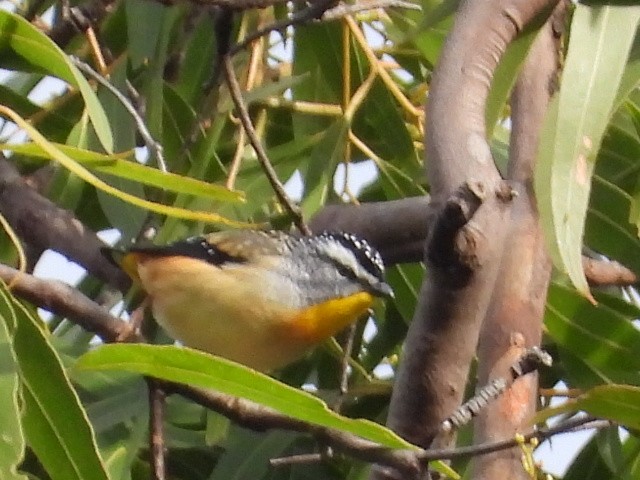 Spotted Pardalote - ML619548492