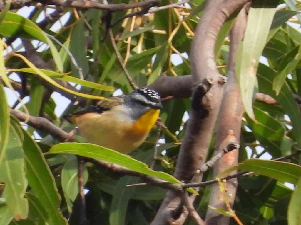 Spotted Pardalote - ML619548493