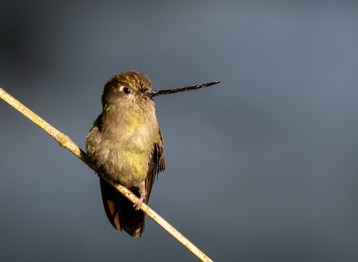 kolibřík zelenočelý - ML619548555