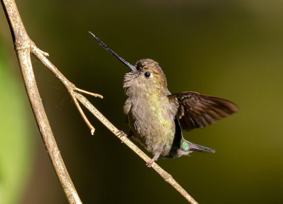 kolibřík zelenočelý - ML619548557