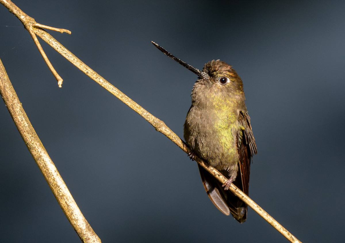 kolibřík zelenočelý - ML619548558