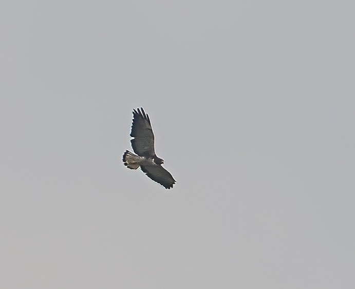 White-tailed Hawk - ML619548560