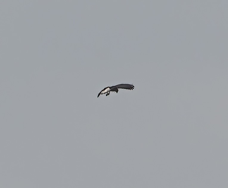 White-tailed Hawk - ML619548561