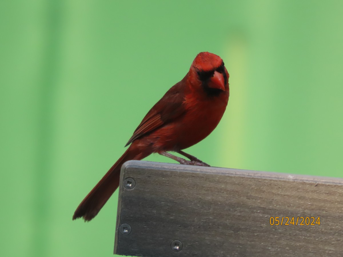 Cardinal rouge - ML619548567