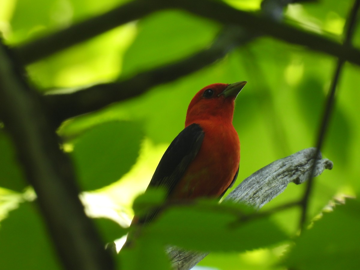 Scarlet Tanager - ML619548606