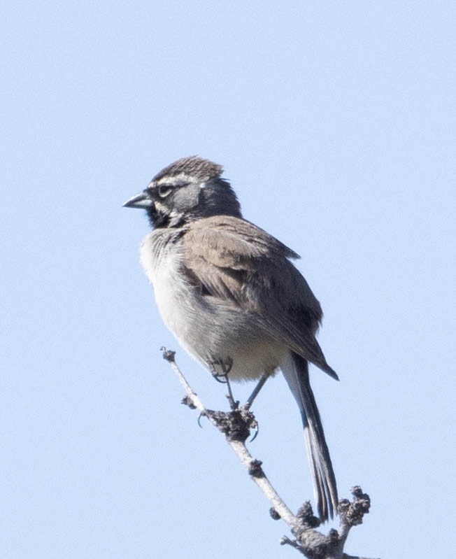Black-throated Sparrow - ML619548607