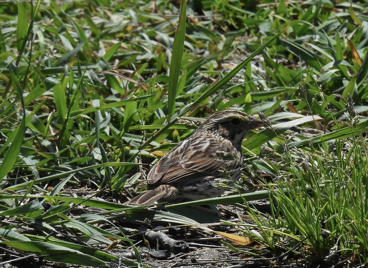 Savannah Sparrow - ML619548615