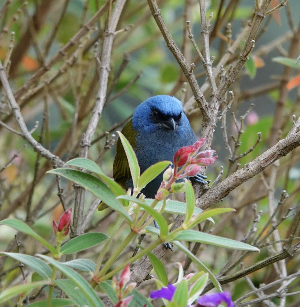 Blue-capped Tanager - ML619548618