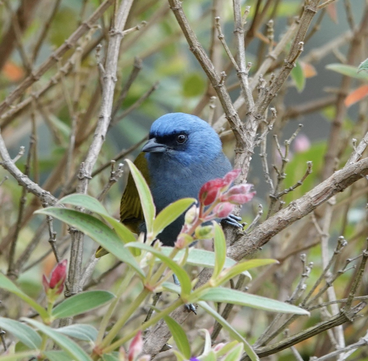 Blue-capped Tanager - ML619548619