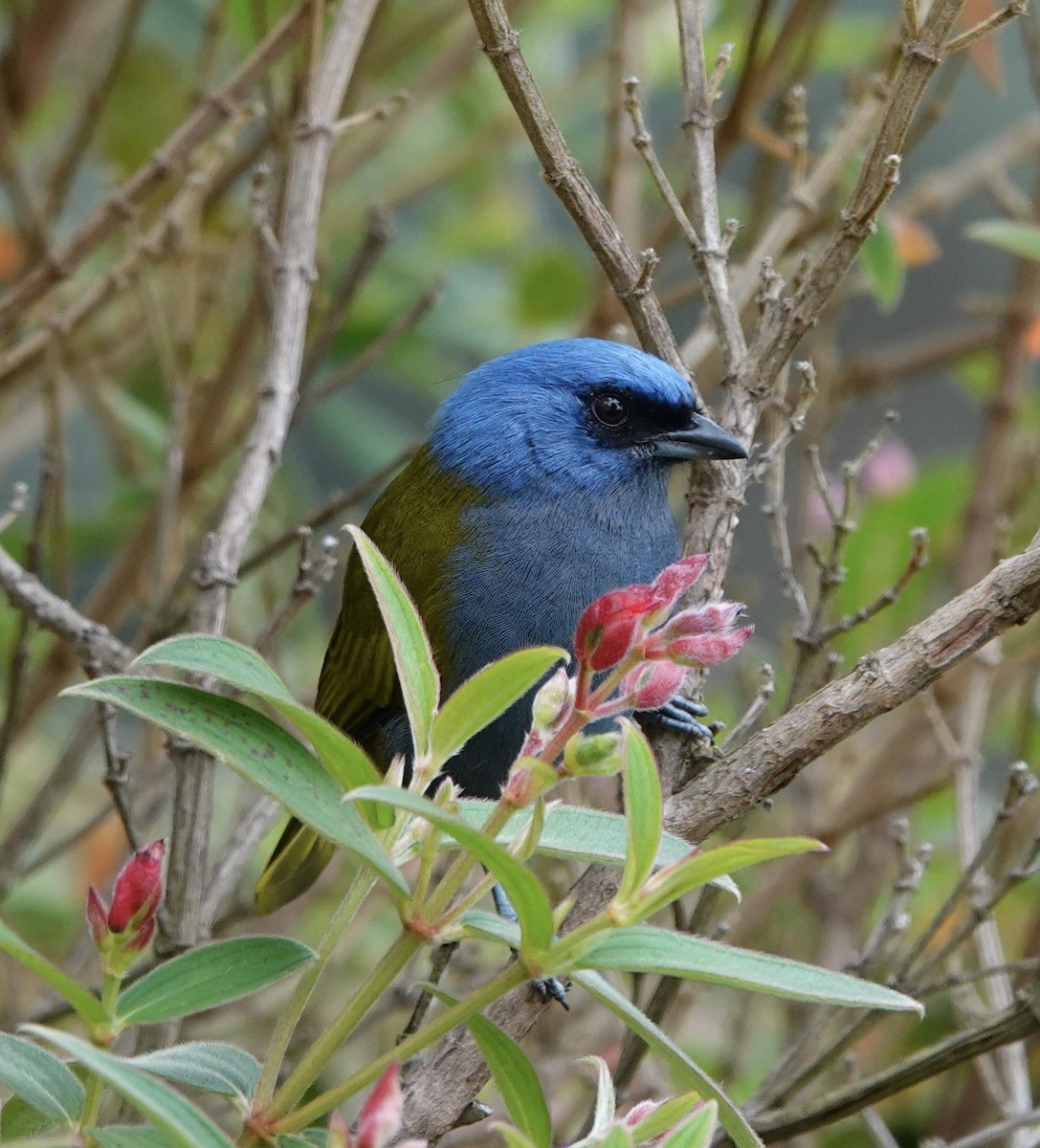 Blue-capped Tanager - ML619548620