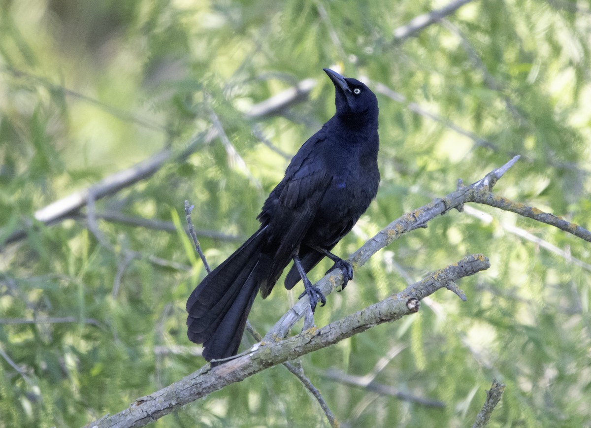 Great-tailed Grackle - ML619548633