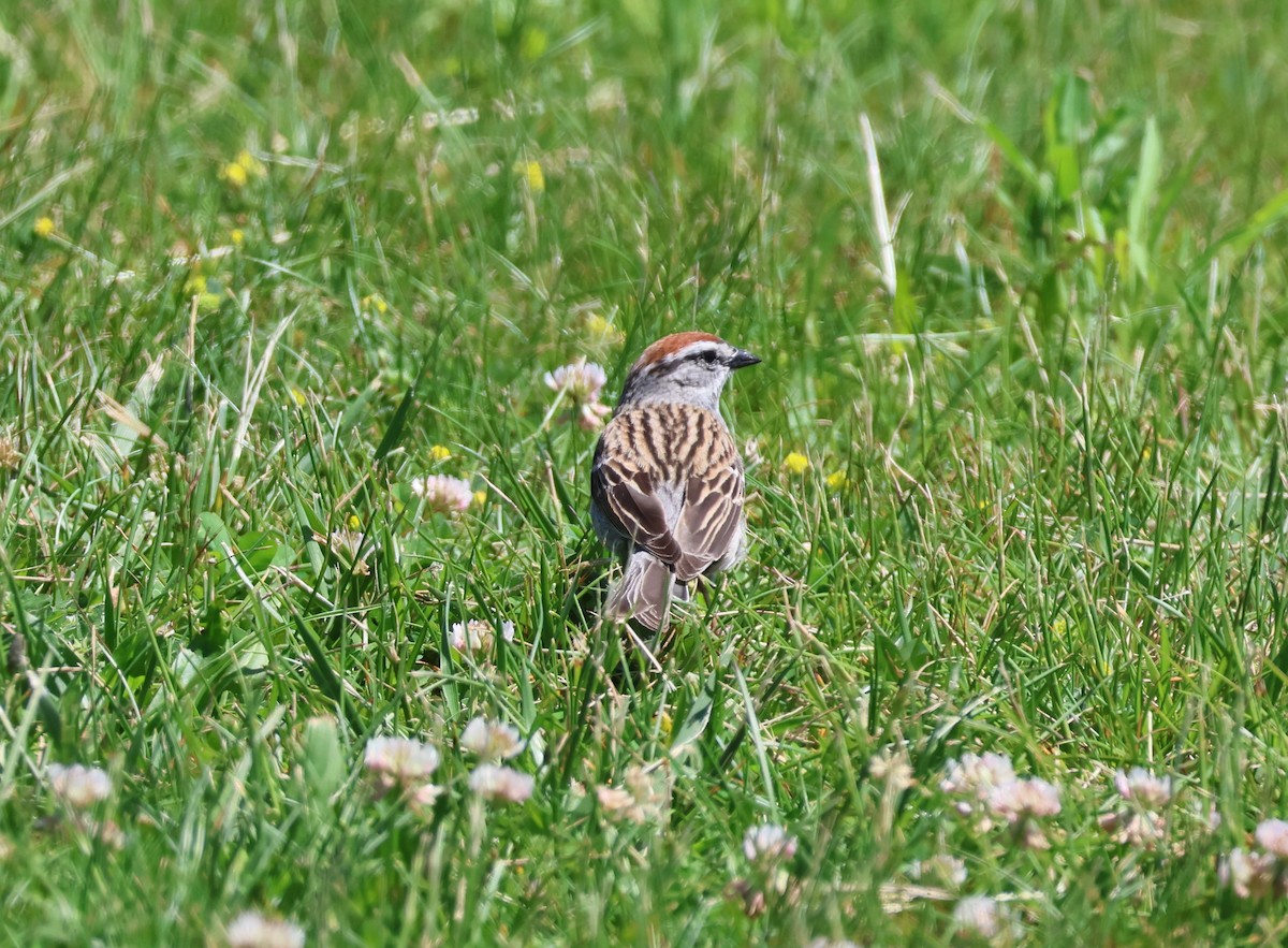 Chipping Sparrow - ML619548664