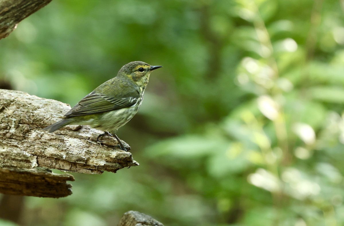 Cape May Warbler - ML619548720