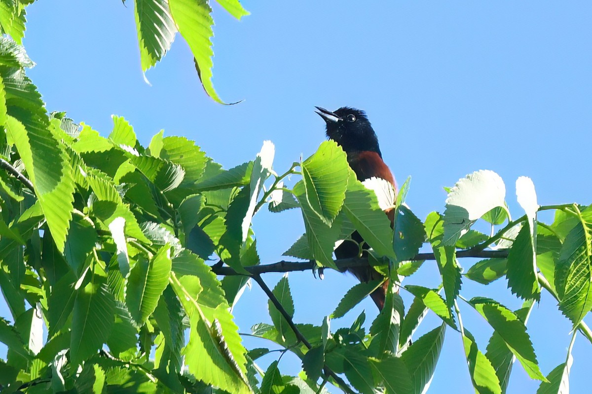 Orchard Oriole - ML619548744