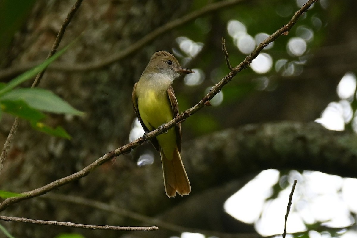 Great Crested Flycatcher - ML619548760