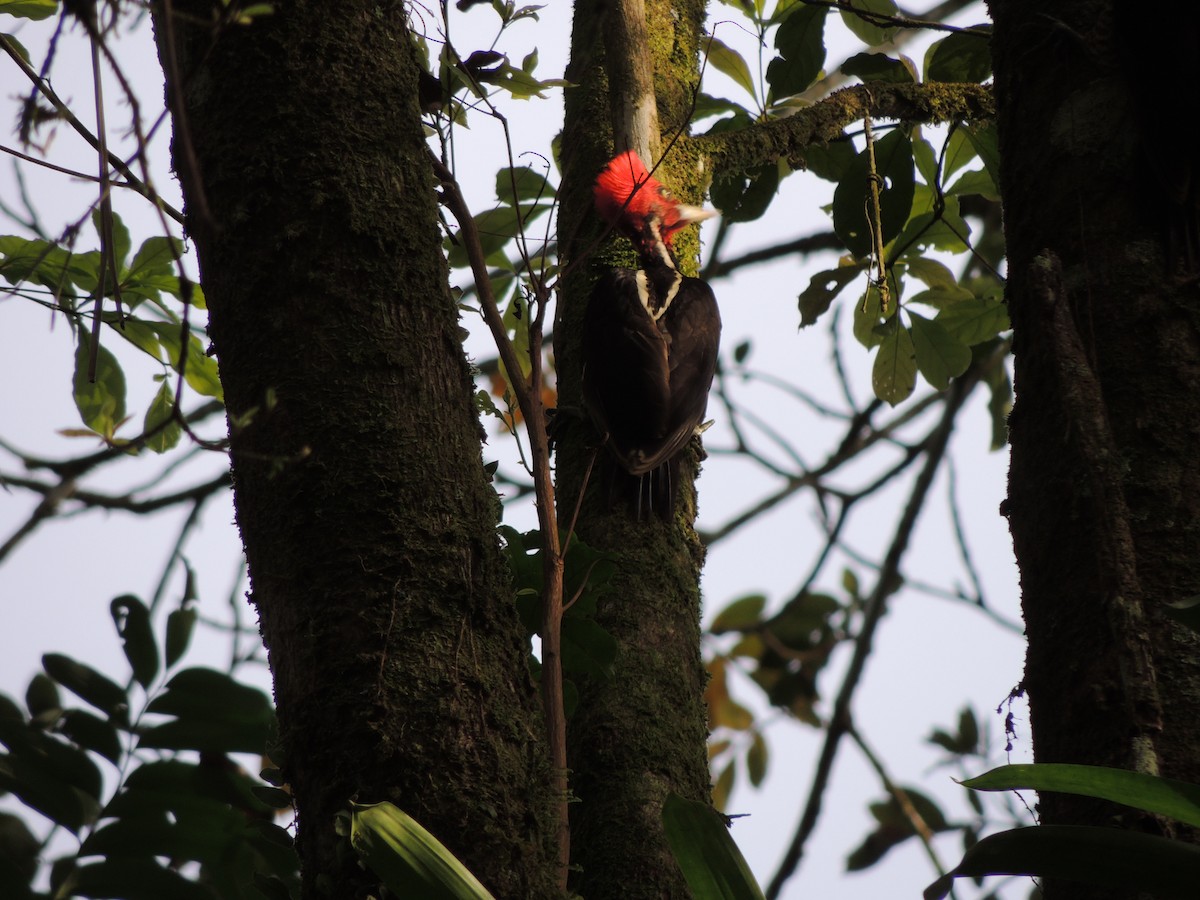 Pale-billed Woodpecker - ML619548777