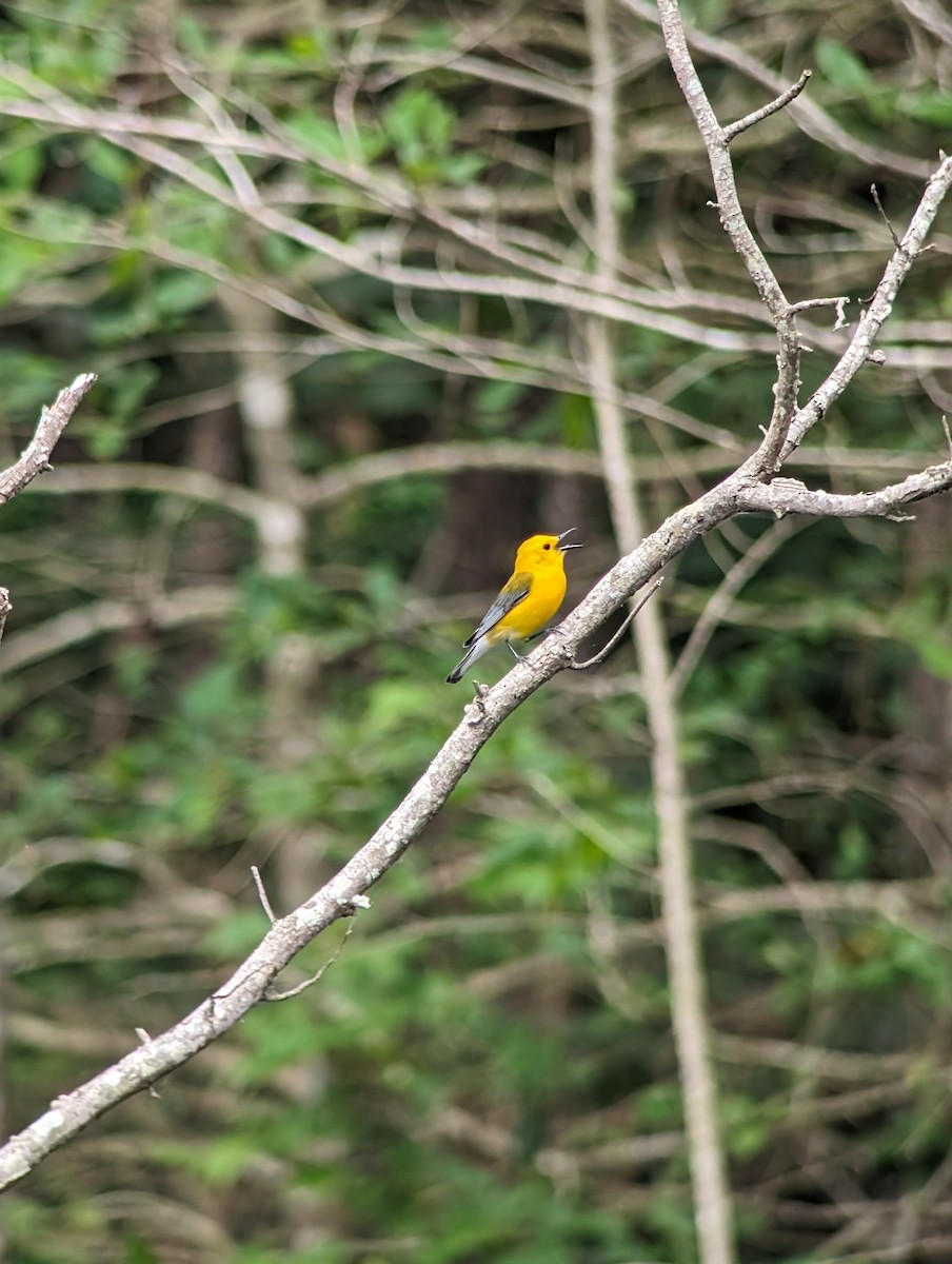 Prothonotary Warbler - ML619548786