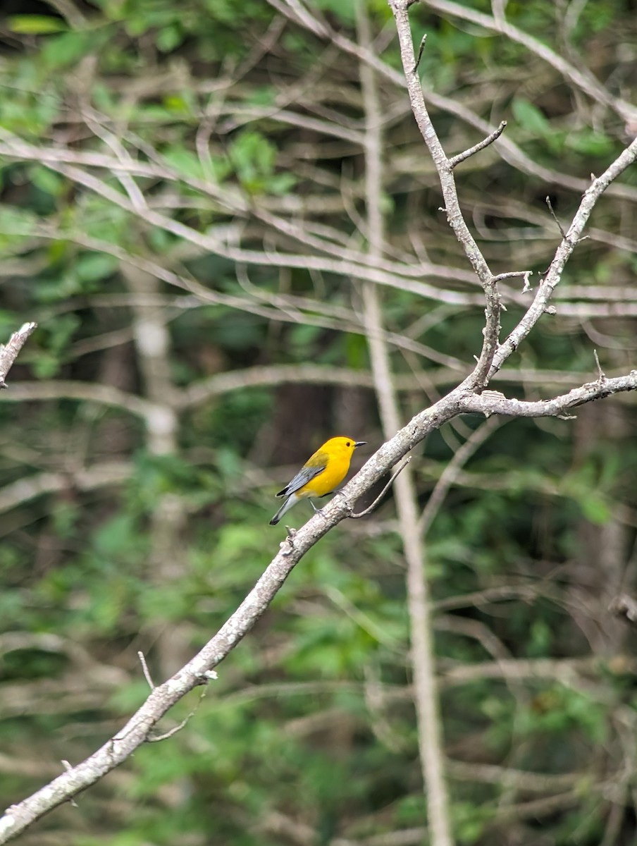 Prothonotary Warbler - ML619548787
