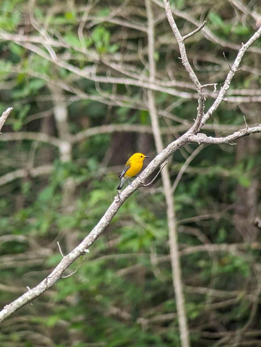 Prothonotary Warbler - ML619548788