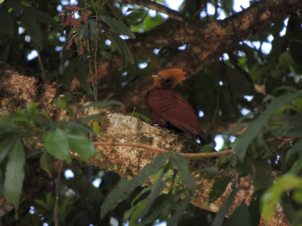 Chestnut-colored Woodpecker - ML619548798