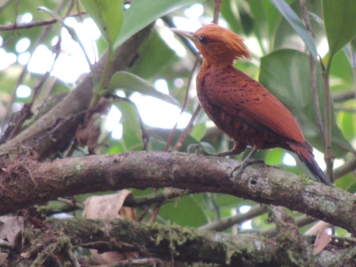 Chestnut-colored Woodpecker - ML619548799