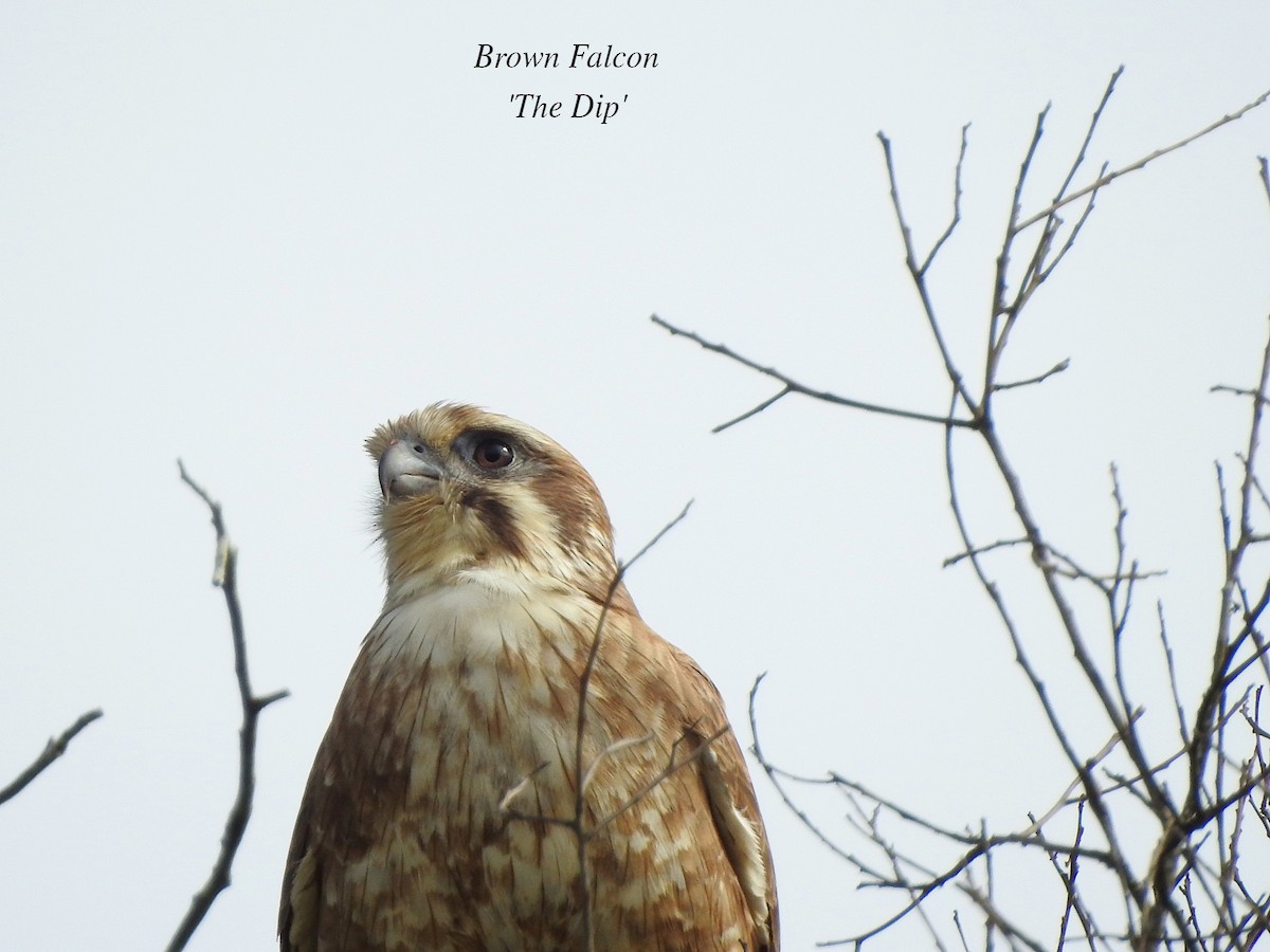 Brown Falcon - ML619548815