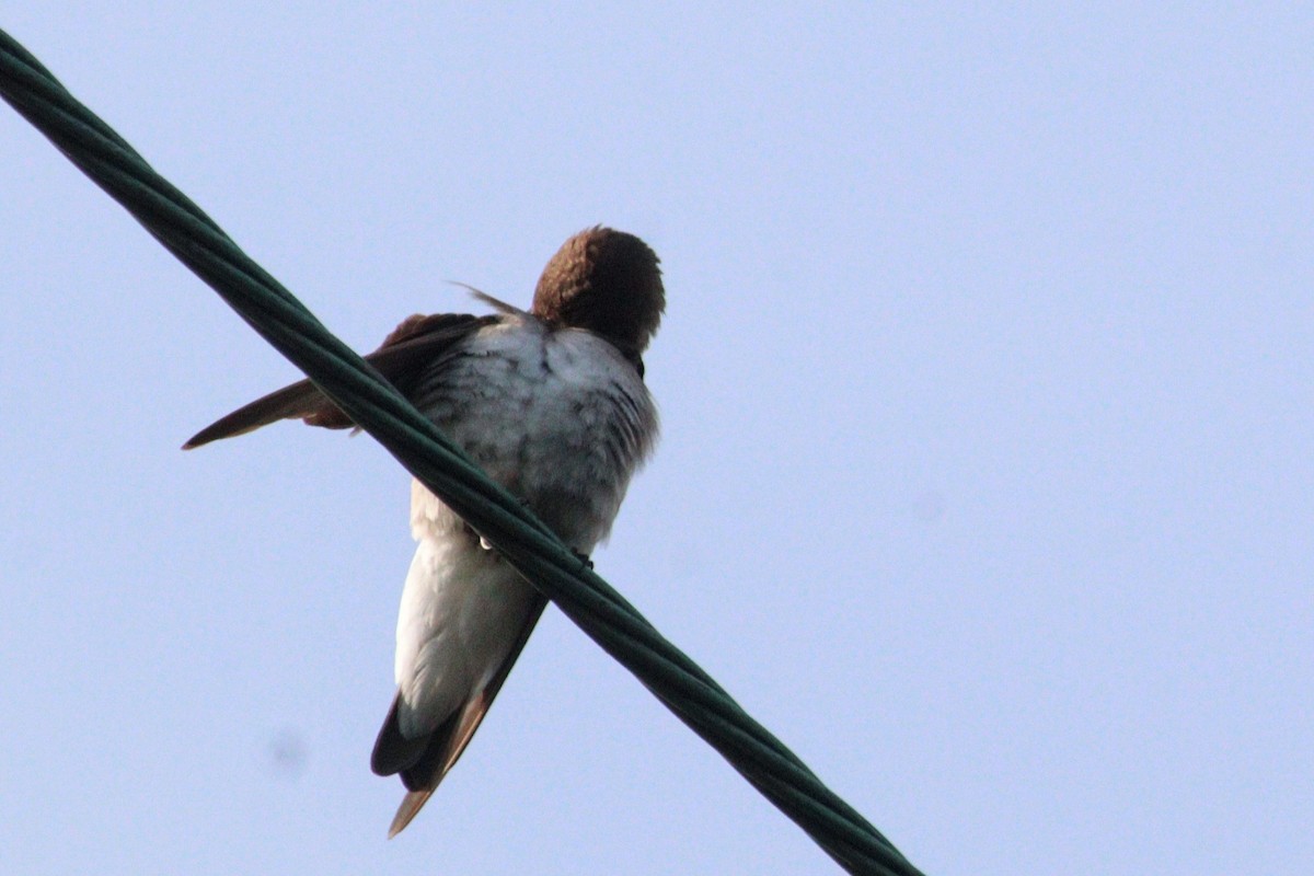 Northern Rough-winged Swallow - ML619548872