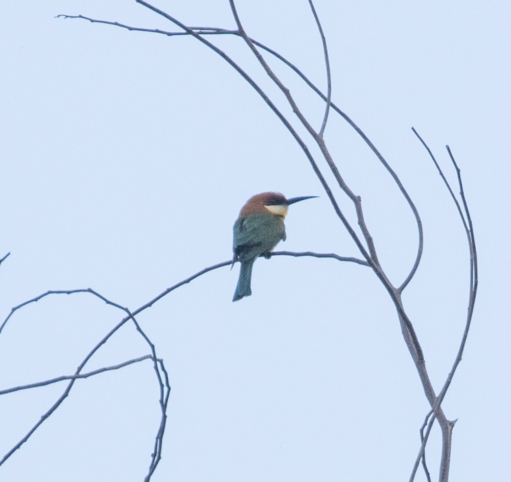 Chestnut-headed Bee-eater - ML619548898