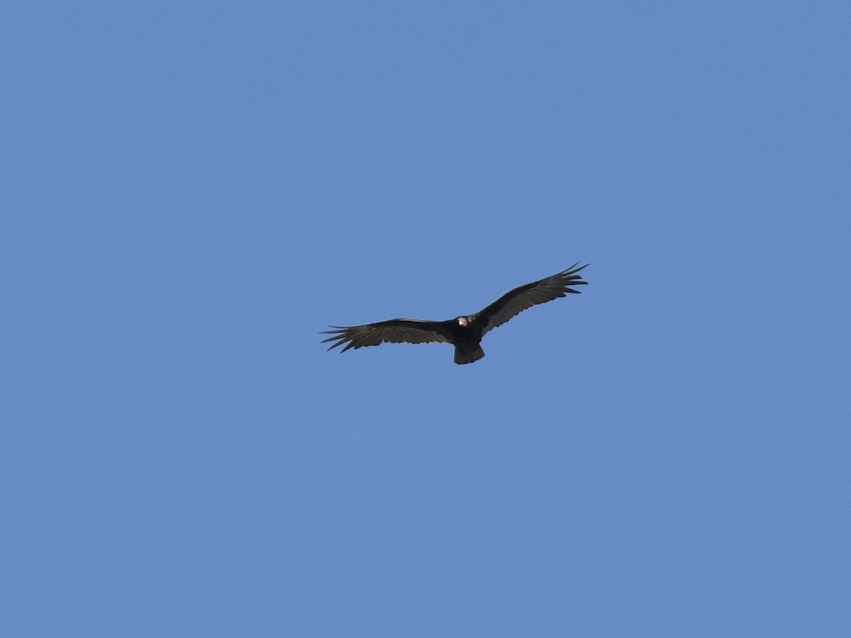 Turkey Vulture - ML619548910