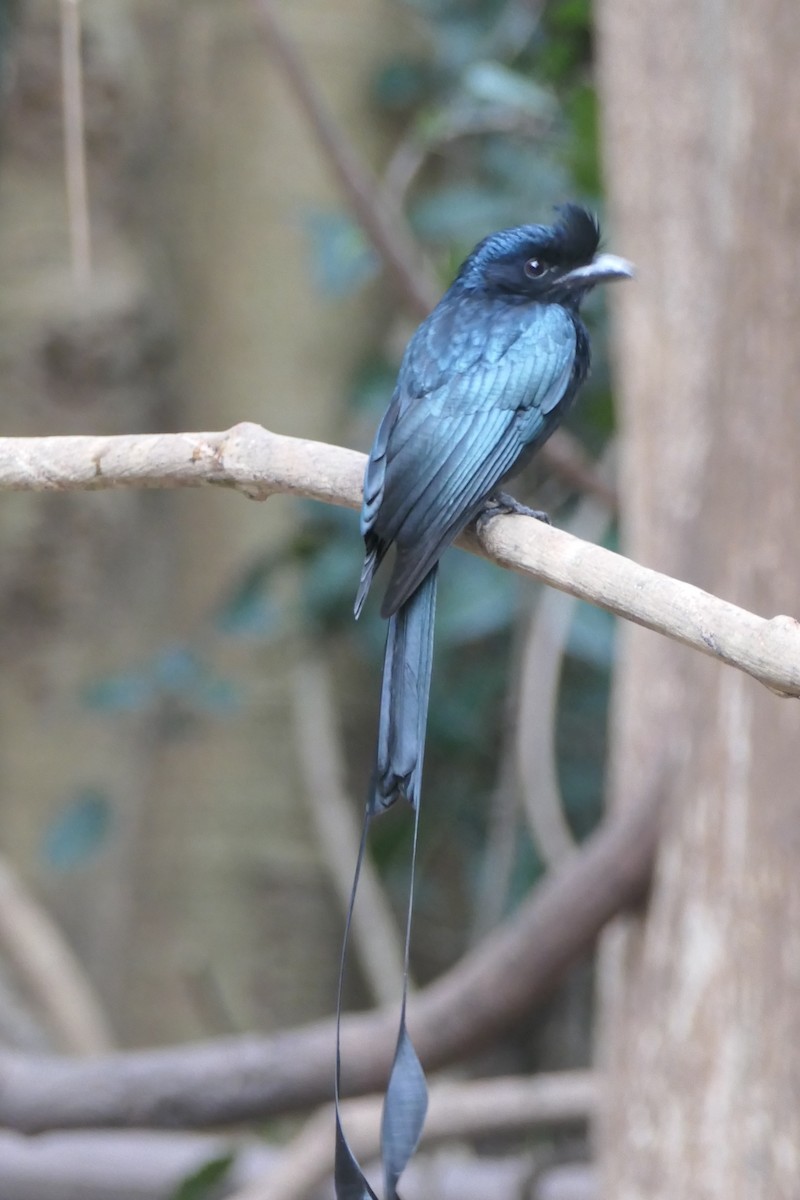 Greater Racket-tailed Drongo - ML619548931