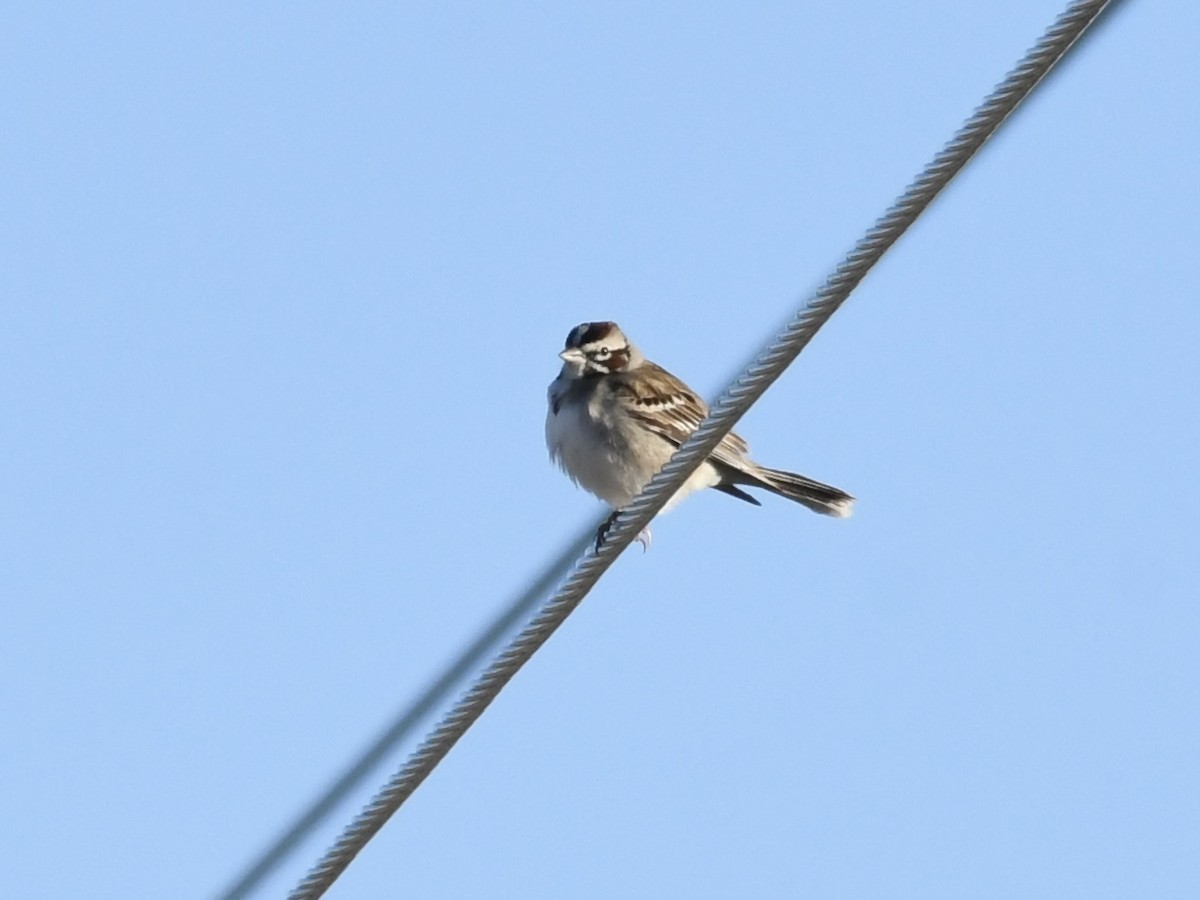 Lark Sparrow - ML619548934