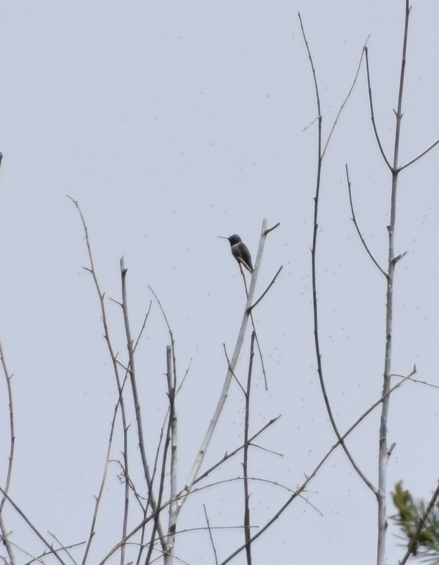 Kara Boğazlı Kolibri - ML619548947