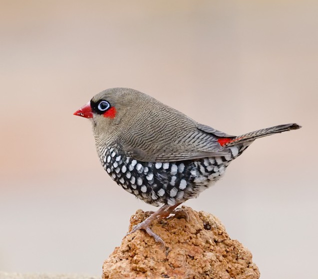 Red-eared Firetail - ML619548948