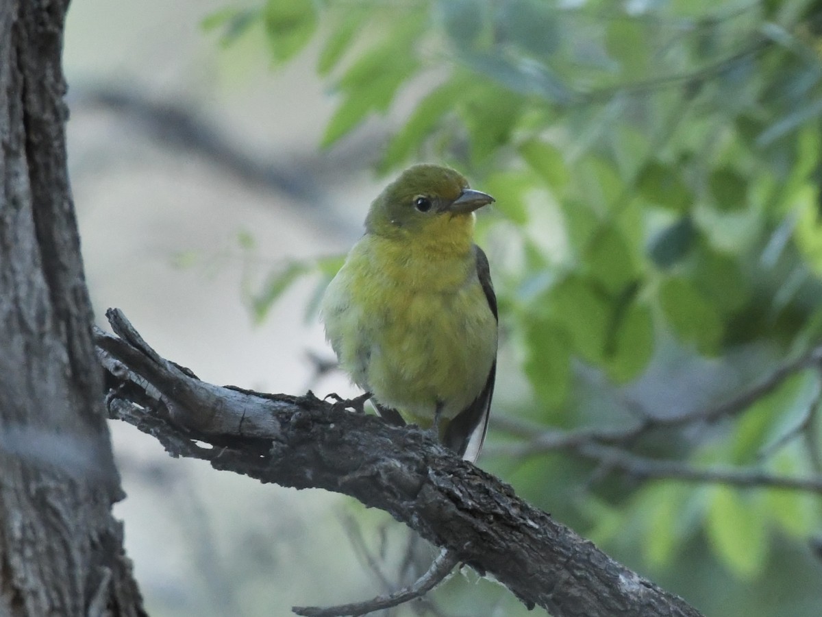 Western Tanager - ML619548968