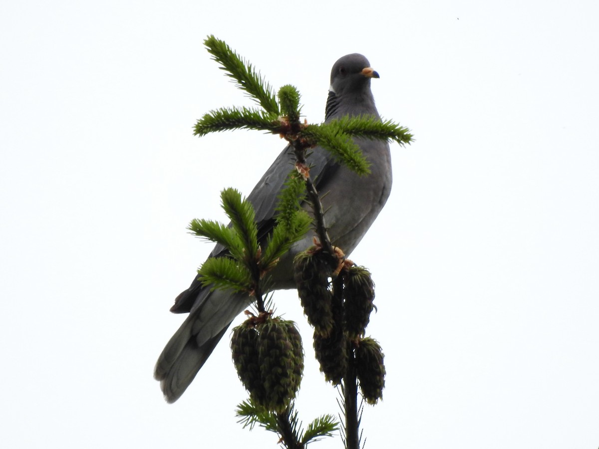 Band-tailed Pigeon - ML619549022