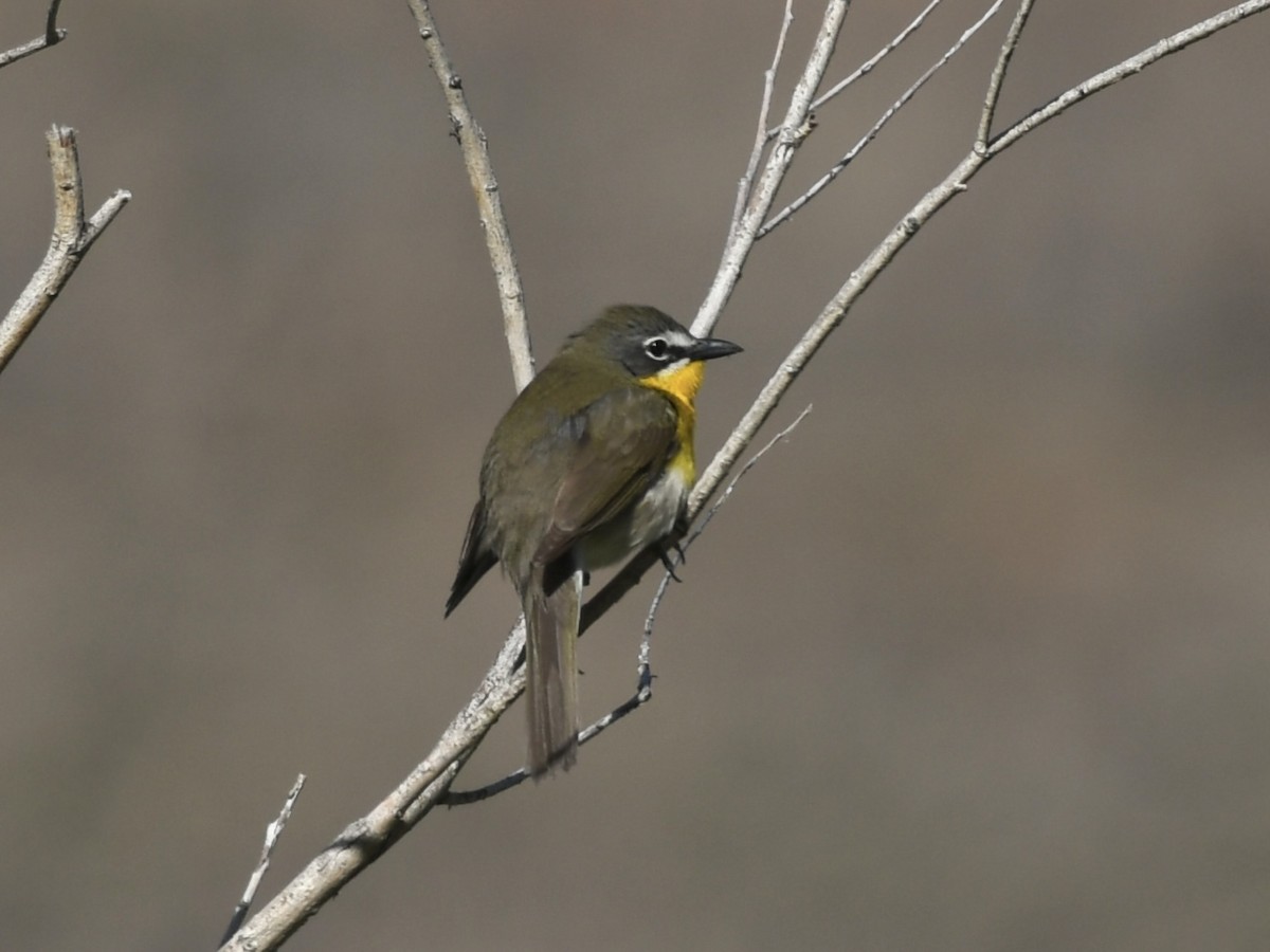 Yellow-breasted Chat - ML619549059