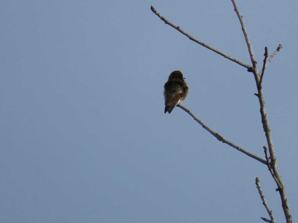 Black-chinned Hummingbird - ML619549090