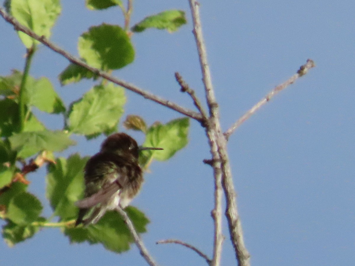 Black-chinned Hummingbird - ML619549091