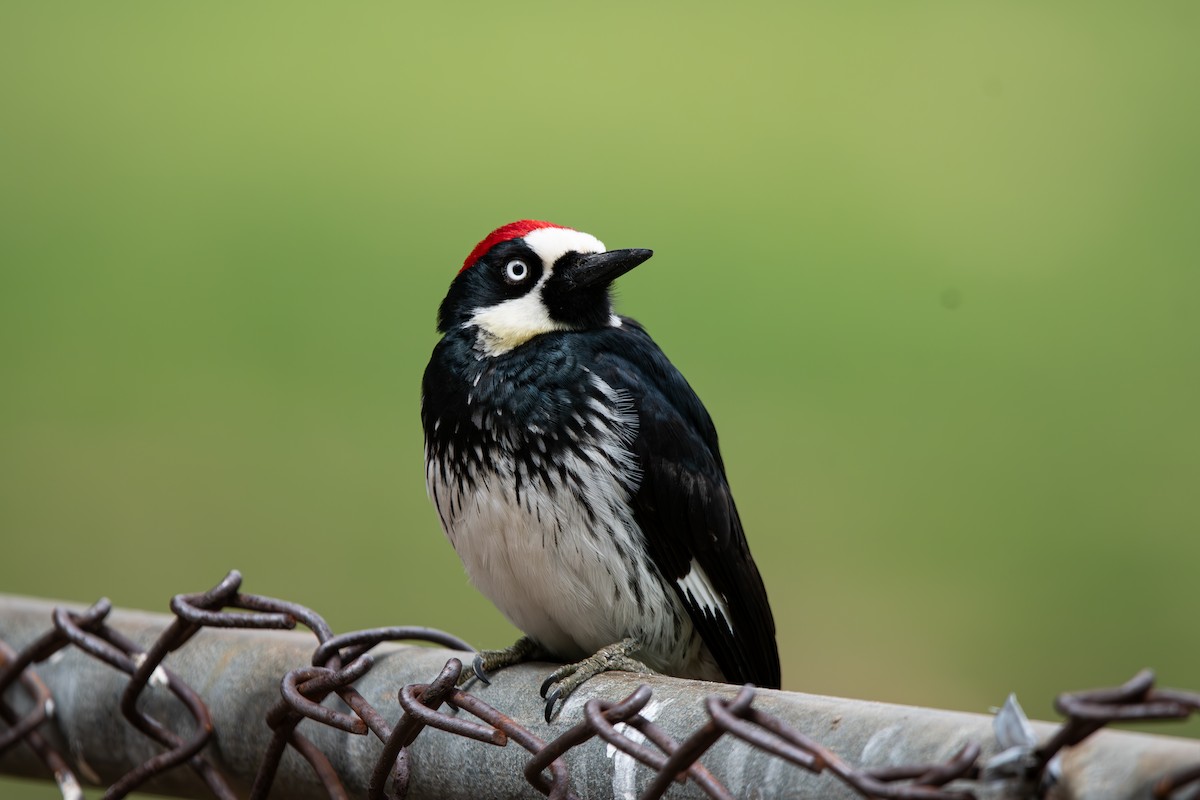 Acorn Woodpecker - ML619549114