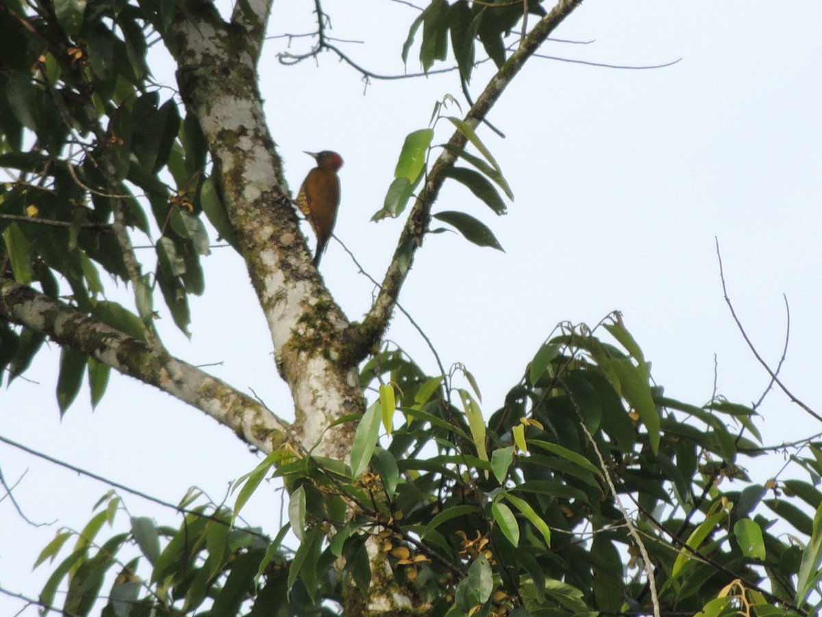 Rufous-winged Woodpecker - ML619549122