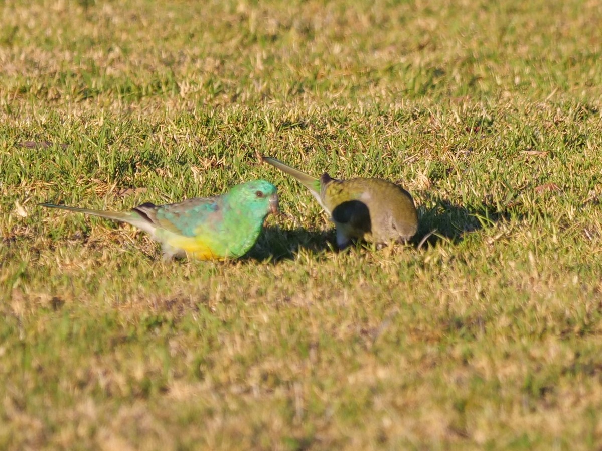 Red-rumped Parrot - ML619549155