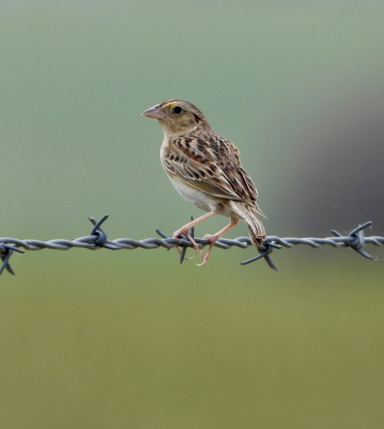 Grasshopper Sparrow - ML619549157