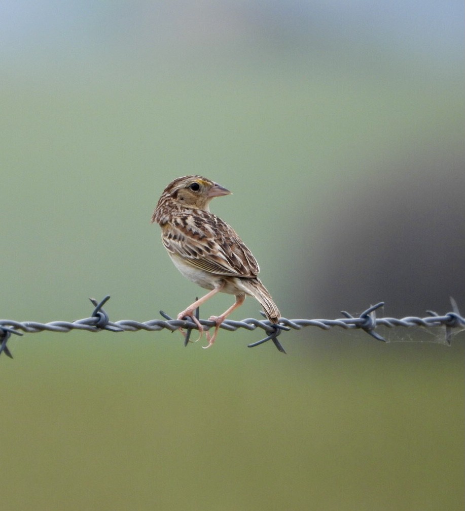 Grasshopper Sparrow - ML619549158